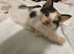 7 kittens for sale