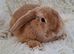 12 Week Old Male Mini Lop Rabbit For Sale
