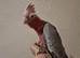 Two Babe Galah Cockatoo
