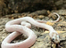 Birthday Special - 3ft set up + 20% off any suitable Colubrid