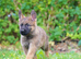 German Shepherd Puppies for sale!!