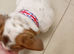 British bulldog puppy