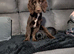 Sprocker spaniel