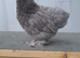 6 young bantam chickens