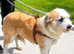 LILLY - Adorable scruffy girl for adoption