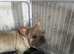 Gorgeous French Bulldog Big Rope Male