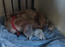 Miniature dachshund puppies