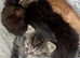 2 gorgeous half british blue kittens