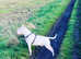 health tested english bull terrier stud
