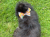 Pomeranian puppy