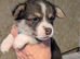 Gorgous dna clear pembs corgi pups