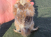 splash & partridge silkie chicks
