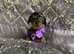 5 Miniature duschund puppies