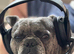 Reggie has a looking for a new home