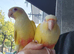 Hand reared baby conures