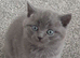 British short hair kitten