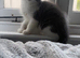 Gorgeous mainecoon x ragdoll