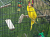 Female kakariki