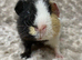 Beautiful Bonded Guinea Pigs