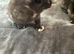 British shorthair babies