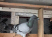 This birds for sale