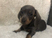 Pedigree miniature Dachshund