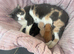 Stunning Kittens ready soon!