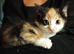 Adorable BSH kittens