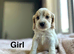Lovely cockapoo puppies available