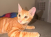 TICA Registered F4 Bengal Boy – Rare Ginger Colouring