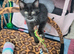Tuxedo female cat