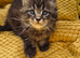 Maine Coon kittens for sale