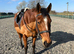For share.15.1HH TB gelding   1/2 days per week