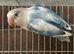1 nice coloured lovebird