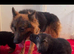 German shepherd puppies