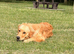 KC registered Golden Retriever male