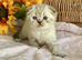 CUTEST SCOTTISH/BSH KITTENS (READY 17TH JULY)