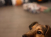 Wenlock Jack Russell