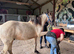 Registered 2 yr old buckskin gelding