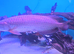Arowana