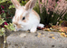 Lion head baby bunnies