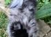 Beautiful Pomeranian puppies