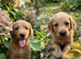 Beautiful Red Labradoodle puppies