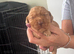 Cocker spaniel pups