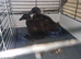 Ducks free collections