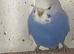 Young pretty budgies for sale