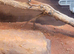 Stunning bearded dragon for sale