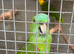 Breeding pair of Yellow nape Amazons