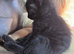 Melanistic Savannah kittens! £325
