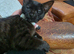 Elegant All‑Black Kitten — Lap‑Loving, People‑Focused, Ready for a Forever Home